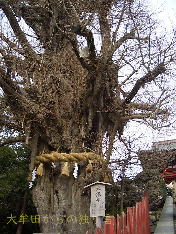 �߉������{���ǁi2010�N�ɗ��œ|�ꂽ�j