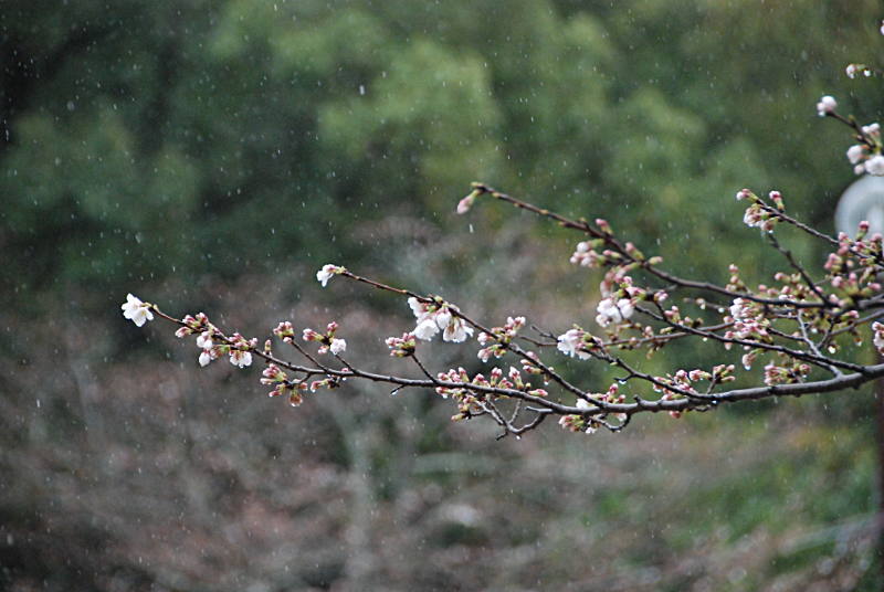 ���������̍�