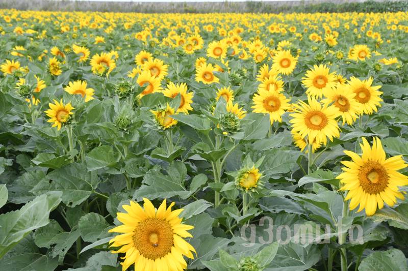 ���V���Ђ܂�蔨