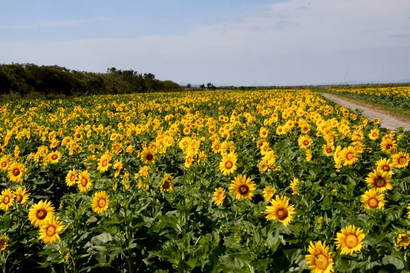 ���V���Ђ܂�蔨