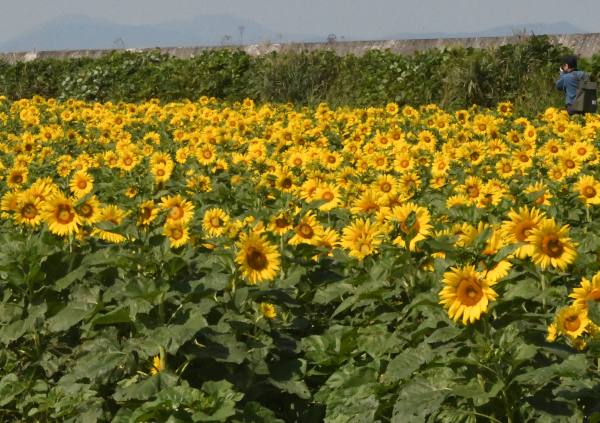 ���V���Ђ܂�蔨