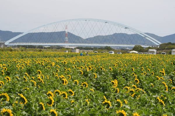 ���V���Ђ܂�蔨