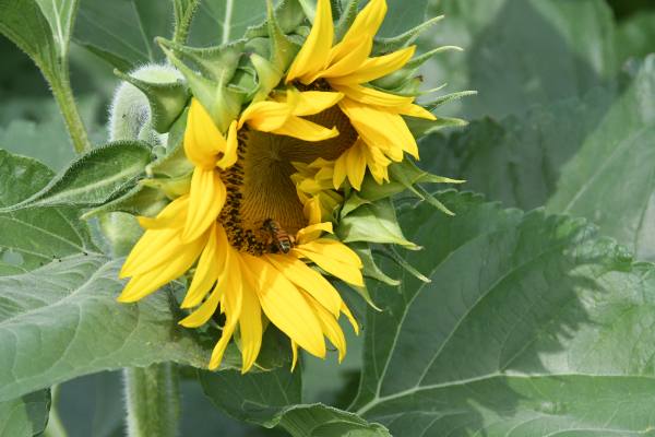 ���V���Ђ܂�蔨