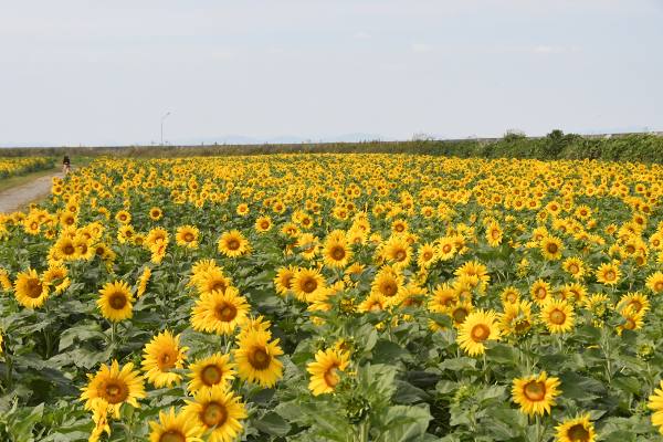 ���V���Ђ܂�蔨