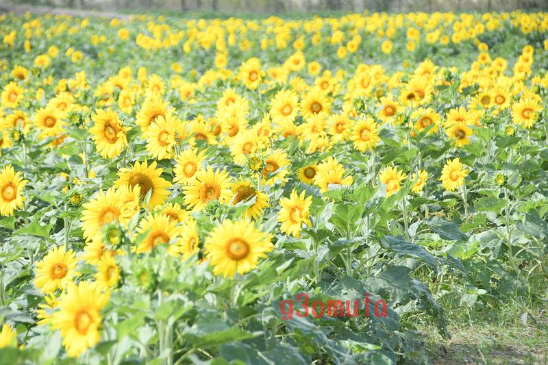 ���V���Ђ܂�蔨