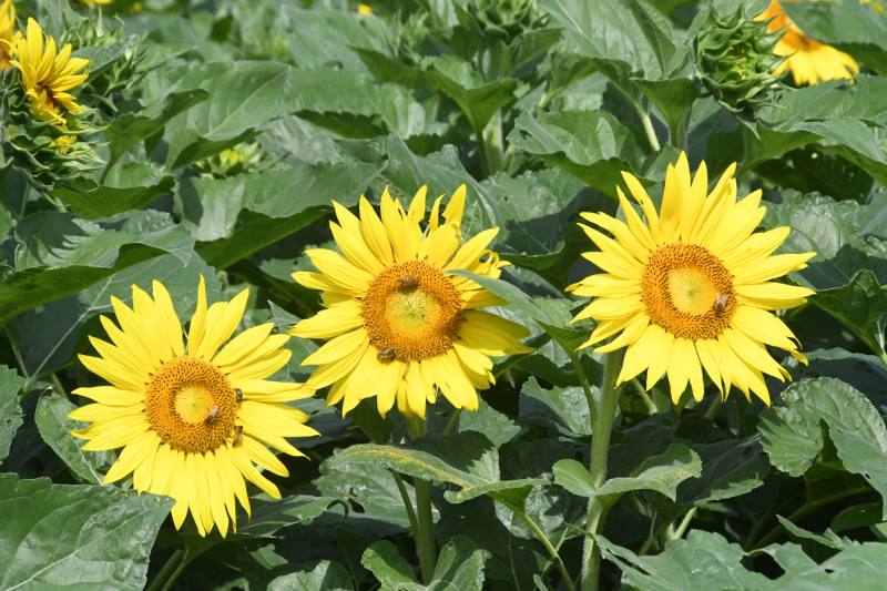 ���V���Ђ܂�蔨