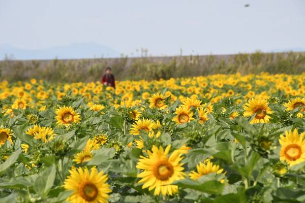 ���V���Ђ܂�蔨