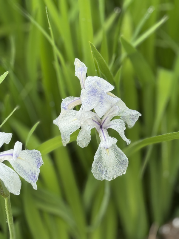 �z�K�����Ҋ�