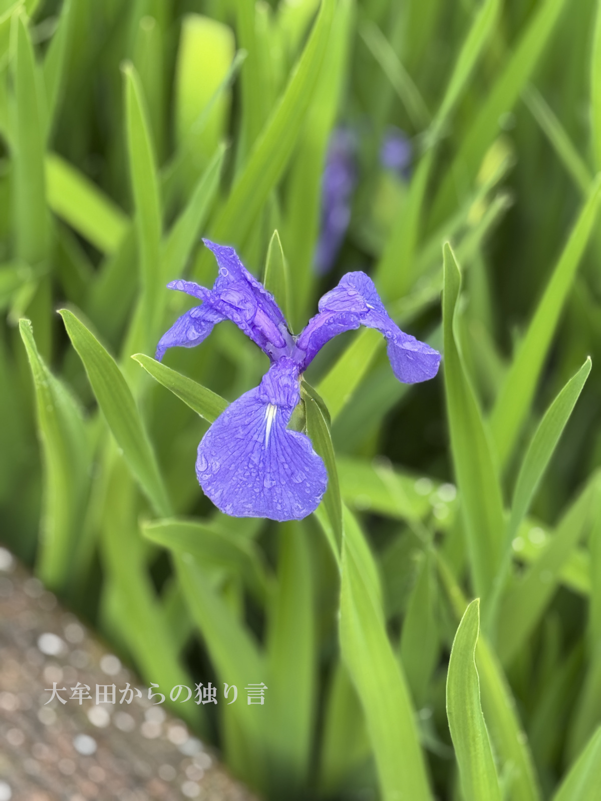 �z�K�����Ҋ�