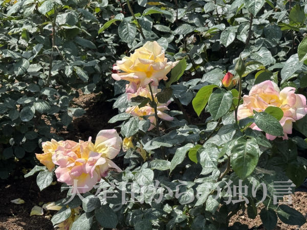 �r���s�o����