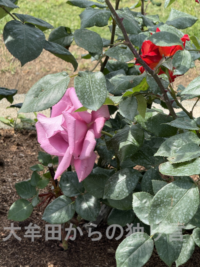 �r���s�o����