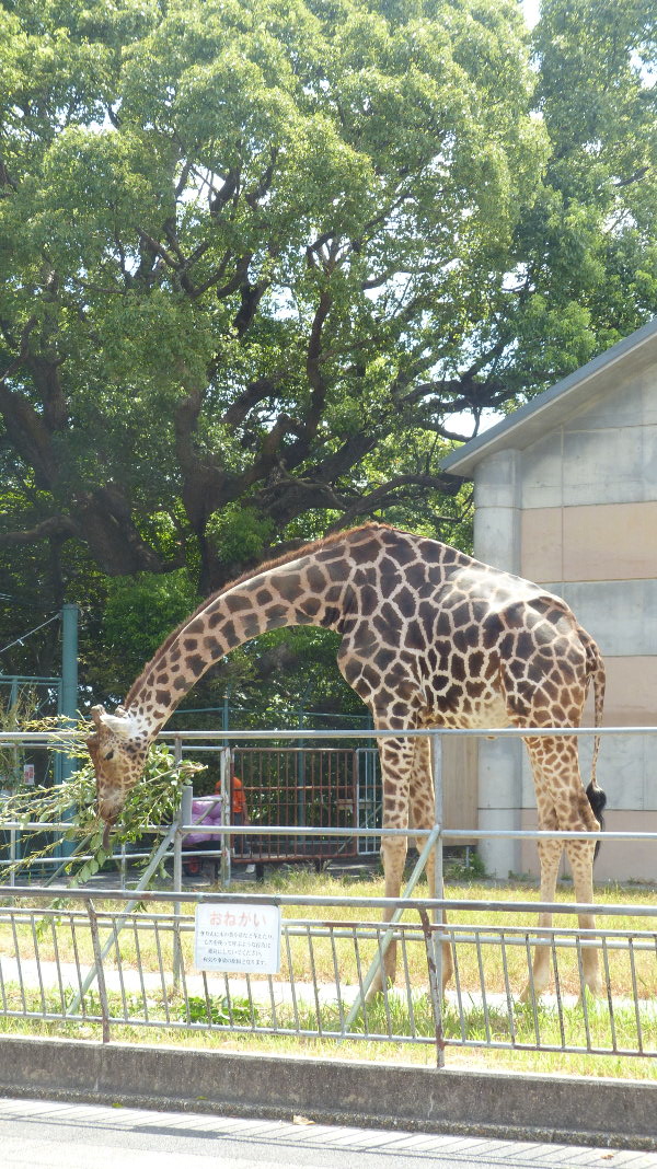 ����񂪂���