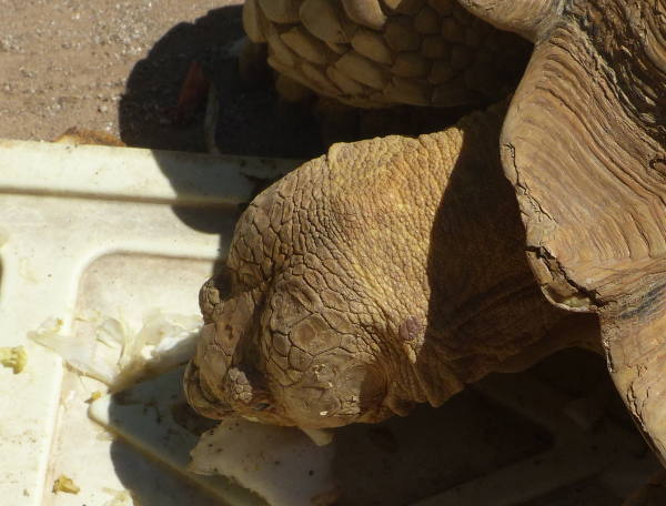 ���N�K��