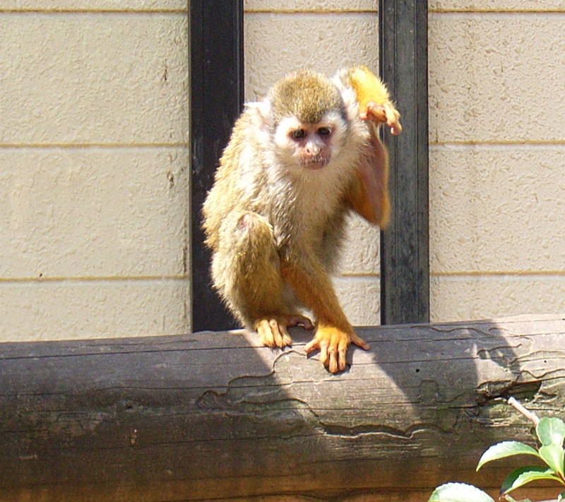 monkey