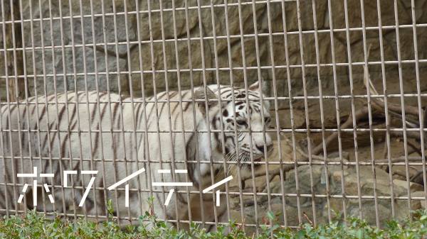 �z���C�e�B