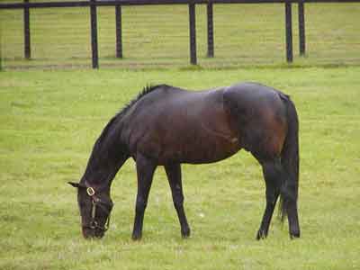 �g�E�J�C�e�C�I�[