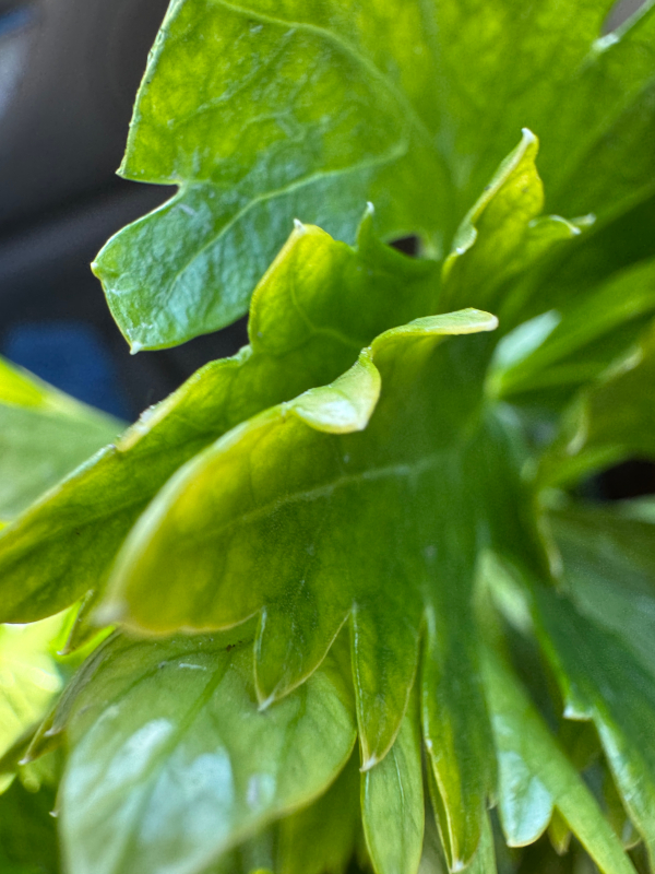 �݂�܎s�Z����