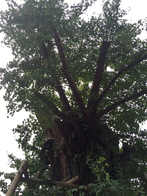 �ѓc�o���q���~��