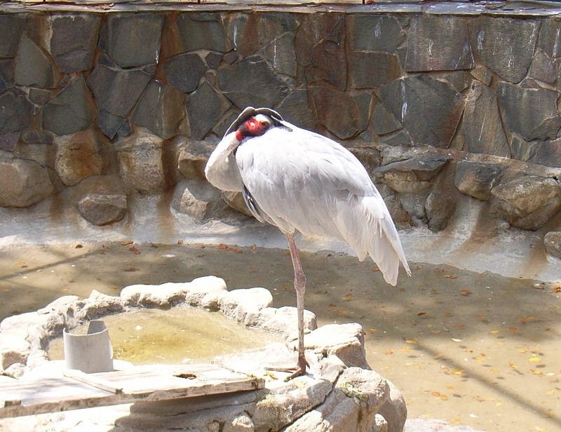 ����傤����