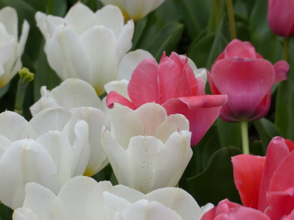 �`���[���b�v