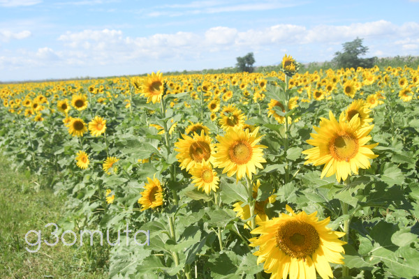 �����ނ��Ђ܂�艀