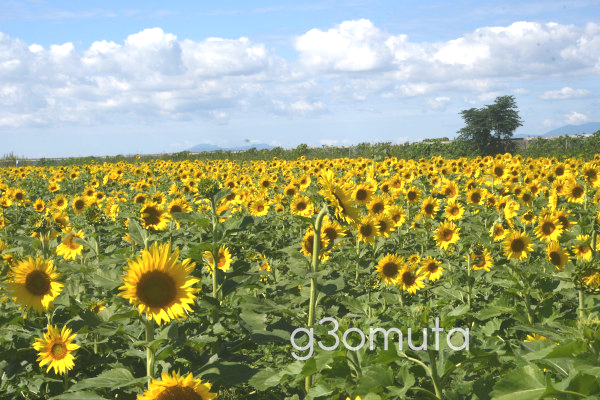 �����ނ��Ђ܂�艀