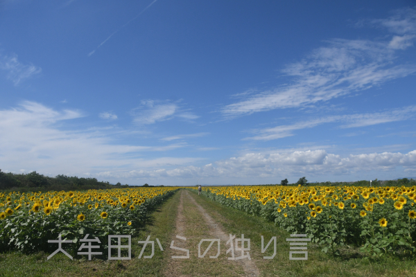 �����ނ��Ђ܂�艀