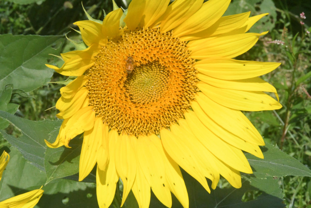 �����ނ��Ђ܂�艀