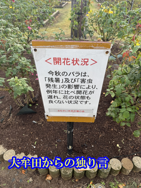 �����₢�s���Ԓd