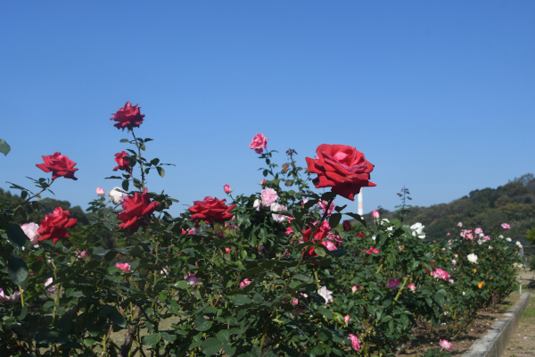 �r���s�哇�o����