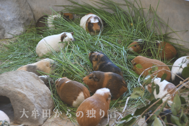 ������񓰑喴�c�s�������������b�g