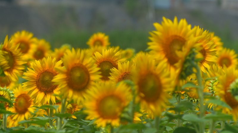 ����Ђ܂�艀